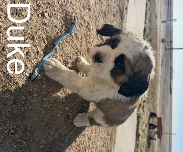 Medium Photo #16 Saint Bernard Puppy For Sale in OTIS, CO, USA