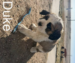 Small #15 Saint Bernard