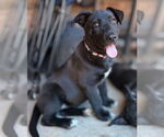 Small #22 Labrador Retriever Mix