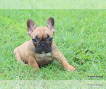 Puppy Carter French Bulldog