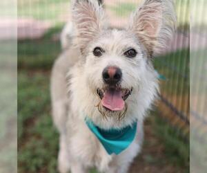 Irish Terrier-Unknown Mix Dogs for adoption in San Antonio, TX, USA