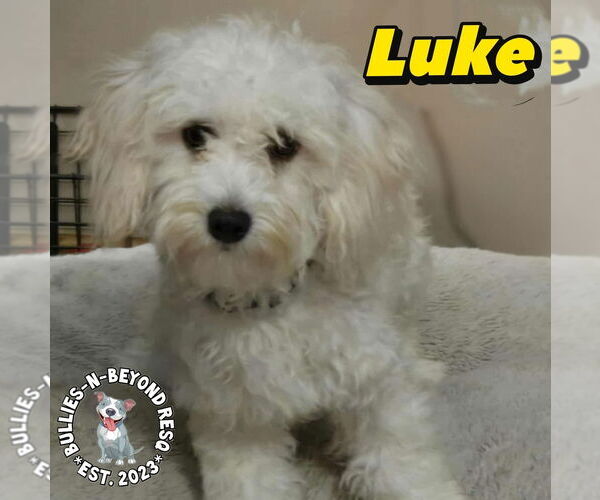 Medium Photo #3 Maltese-Unknown Mix Puppy For Sale in Omaha, NE, USA