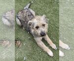 Small #2 Cairn Terrier Mix