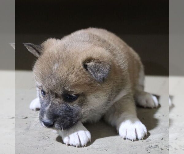 Medium Photo #4 Shiba Inu Puppy For Sale in CHARLES CITY, IA, USA