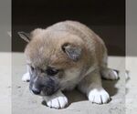 Small #3 Shiba Inu