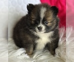 Small #1 Pomeranian