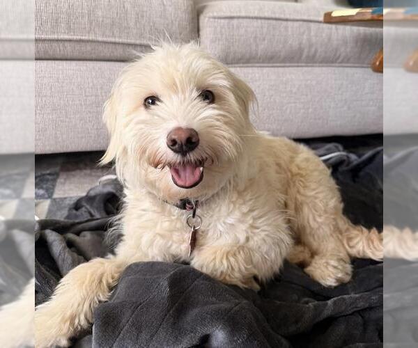 Medium Photo #19 Cockapoo (Miniature) Puppy For Sale in San Diego, CA, USA