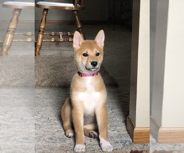 Medium Photo #1 Shiba Inu Puppy For Sale in NEW ULM, MN, USA
