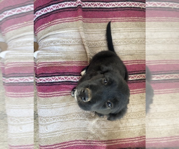 Medium Photo #3 Goberian Puppy For Sale in RIVERSIDE, CA, USA