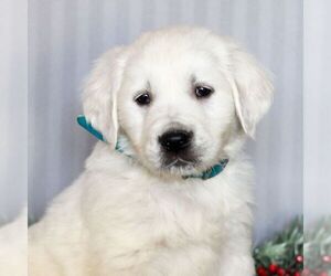 English Cream Golden Retriever Puppy for sale in LITITZ, PA, USA