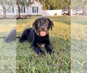 Labrador Retriever Puppy for Sale in TOWNVILLE, South Carolina USA