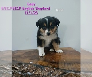 English Shepherd Puppy for Sale in TOPEKA, Indiana USA