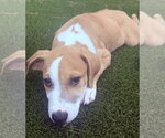 Small #1 Rhodesian Ridgeback Mix