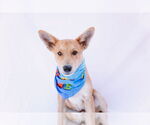 Small #3 Pembroke Welsh Corgi Mix