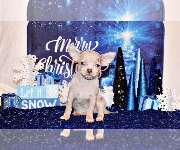 Medium Photo #49 Chihuahua Puppy For Sale in CHARLESTON, AR, USA