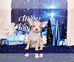 Small Photo #49 Chihuahua Puppy For Sale in CHARLESTON, AR, USA