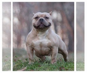Mother of the American Bully puppies born on 10/07/2022