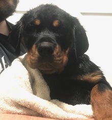 Rottweiler Puppy for sale in CHICO, CA, USA