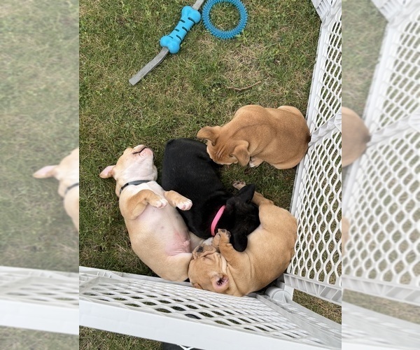 Medium Photo #16 French Bulldog Puppy For Sale in CEDAR RAPIDS, IA, USA