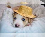 Small #4 Siberian Husky Mix