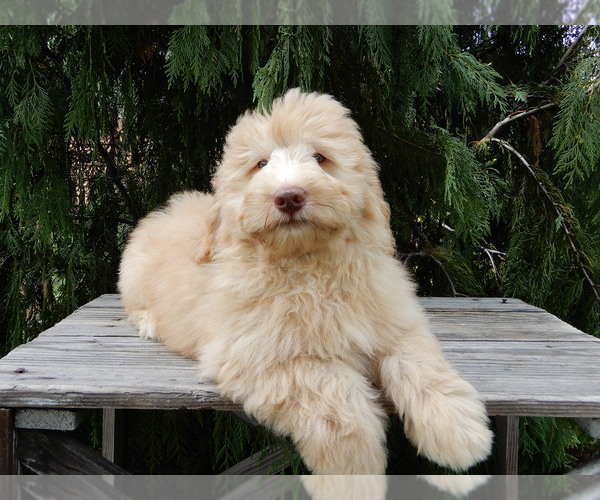 Medium Photo #1 Labradoodle Puppy For Sale in MILLERSBURG, OH, USA