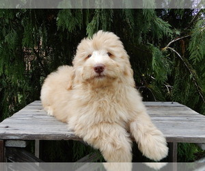 Labradoodle Puppy for sale in MILLERSBURG, OH, USA