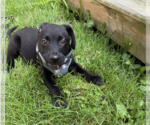 Small #1 Labrador Retriever Mix