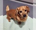 Ranger - Male Dachshund Dog for Adoption - Small photo