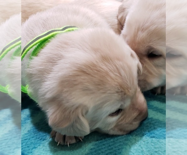 Medium Photo #58 Labrador Retriever Puppy For Sale in OLYMPIA, WA, USA