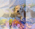 Puppy Purple girl Golden Retriever