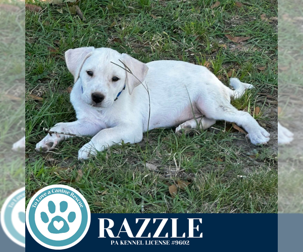 Medium Photo #3 Labrenees Puppy For Sale in Kimberton, PA, USA