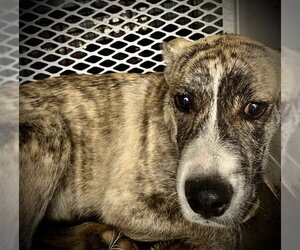 Mutt Dogs for adoption in Bakersfield, CA, USA