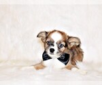 Puppy Creed Chihuahua