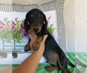 Dachshund Puppy for sale in STELLA, MO, USA