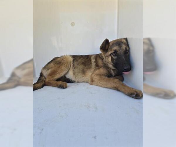 Medium Photo #1 German Shepherd Dog Puppy For Sale in Houston, TX, USA