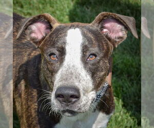 Medium Labrador Retriever Mix