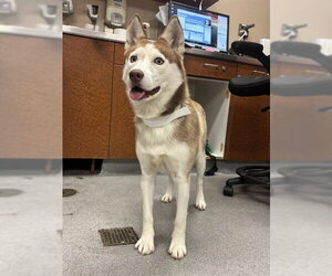 SHEILA - Female Siberian Husky Dog for Adoption - Photo #2