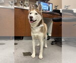Small #1 Siberian Husky