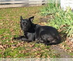 Small #4 Labrador Retriever Mix