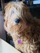 Small Photo #2 Goldendoodle Puppy For Sale in LOS ALAMITOS, CA, USA