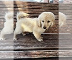 Small Photo #31 Goldendoodle Puppy For Sale in PENSACOLA, FL, USA