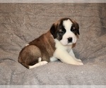 Small #33 Saint Bernard