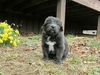 Small Photo #4 Newfoundland Puppy For Sale in CLINTON, AR, USA