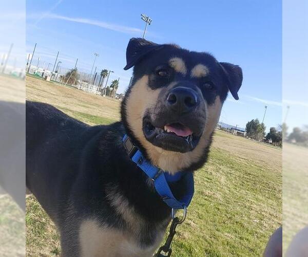 Medium Photo #1 German Shepherd Dog-Unknown Mix Puppy For Sale in Las Vegas, NV, USA