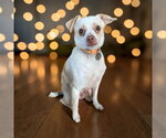 Small #2 Chihuahua Mix