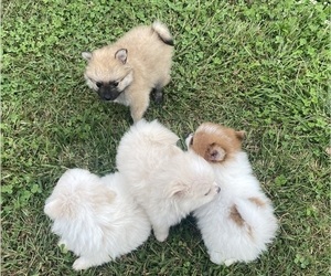 Pomeranian Puppy for sale in GREENVILLE, NC, USA