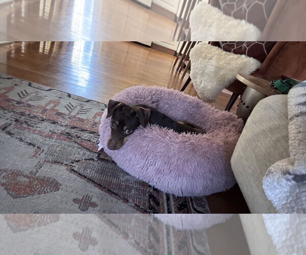 Medium Photo #10 Miniature Pinscher-Unknown Mix Puppy For Sale in Oakhurst, NJ, USA