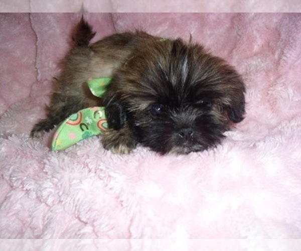 Medium Photo #7 Shih Tzu Puppy For Sale in JACKSON, MS, USA