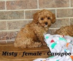 Image preview for Ad Listing. Nickname: Misty