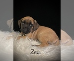 Image preview for Ad Listing. Nickname: Zeus